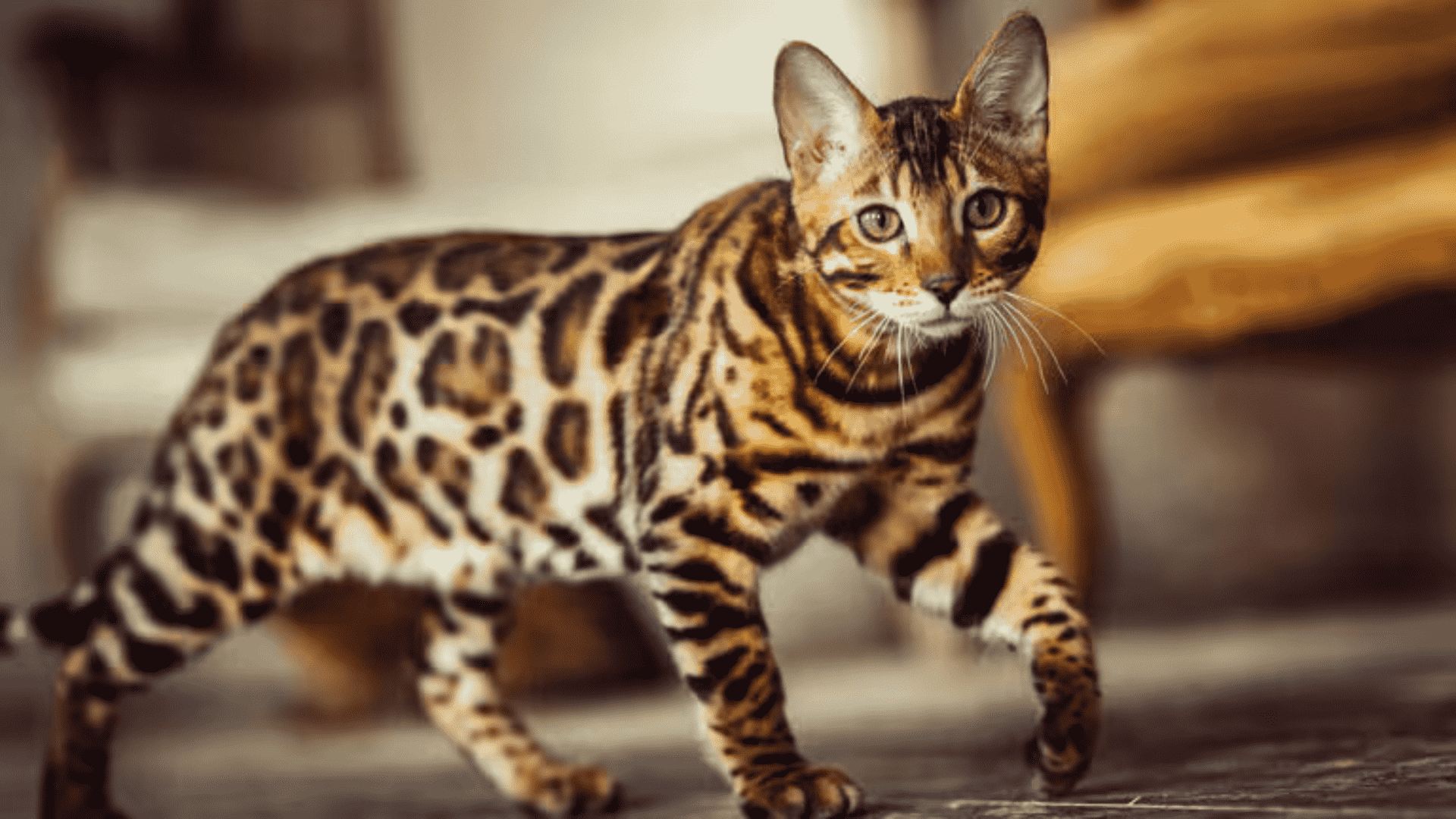 Rusty Spotted Cat Price in India 2024