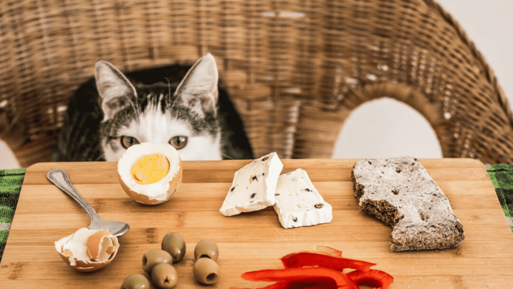 what human food can cats eat everyday