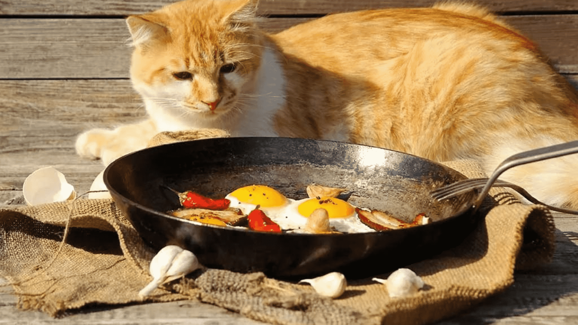 Persian Cat Food at Home