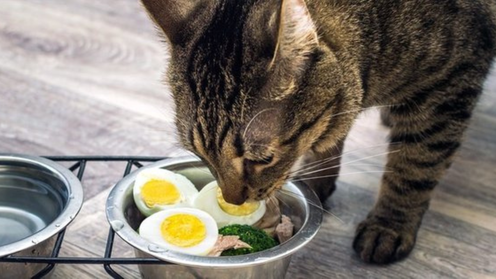 what can cats eat besides cat food
