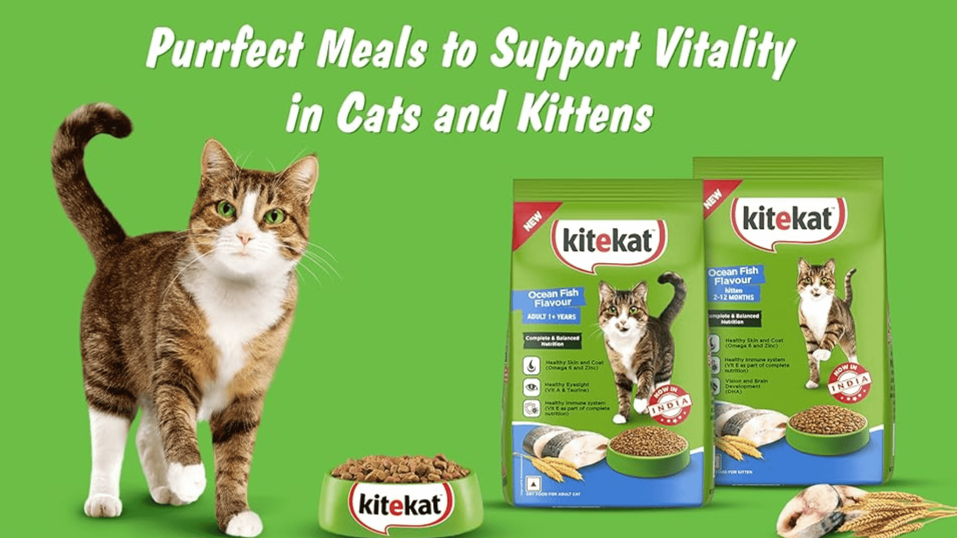 Kitekat Cat Food Review 2024