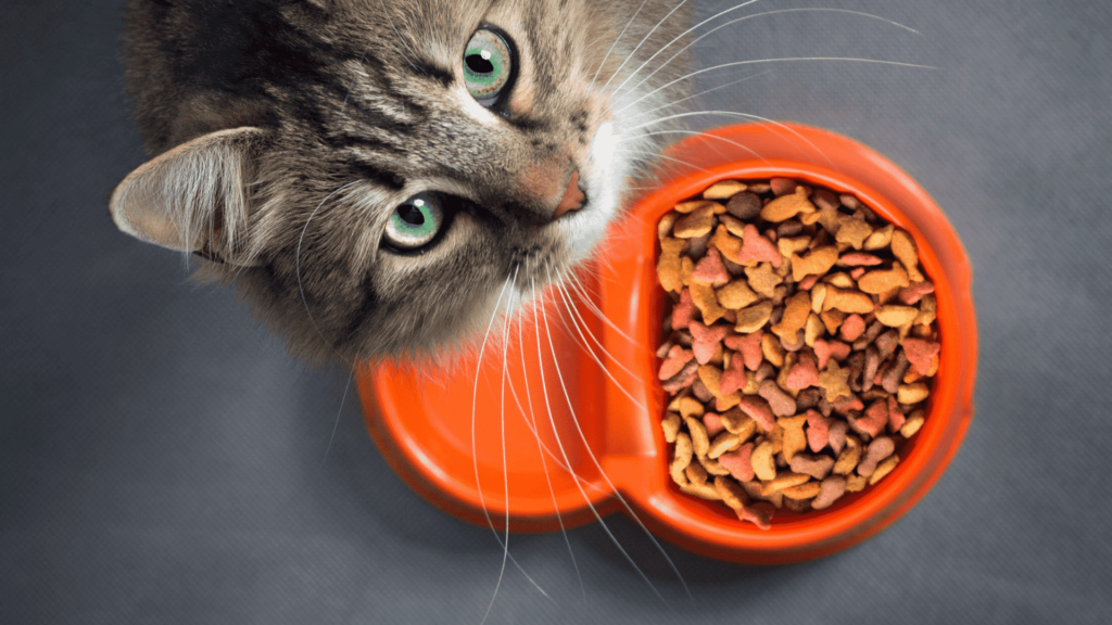 Best Dry Food for Cats