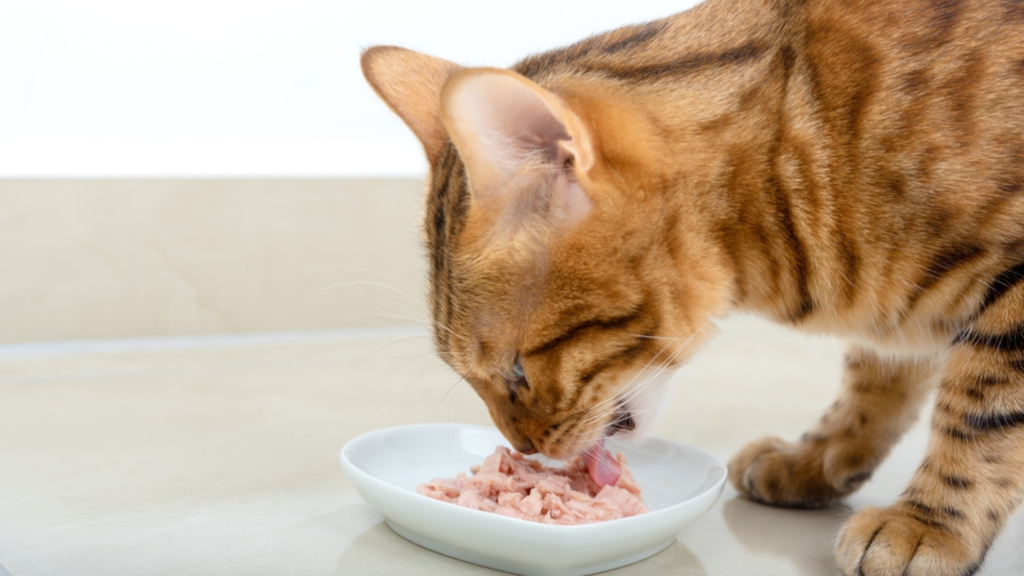 what can cats eat besides cat food