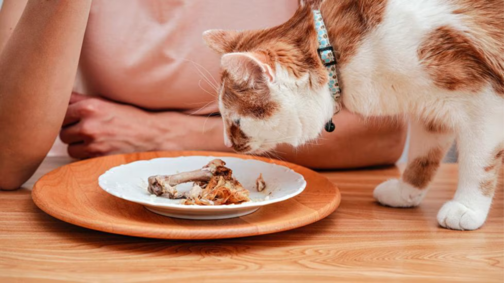 what can cats eat besides cat food