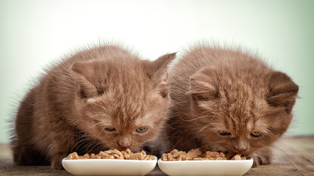 what can cats eat besides cat food