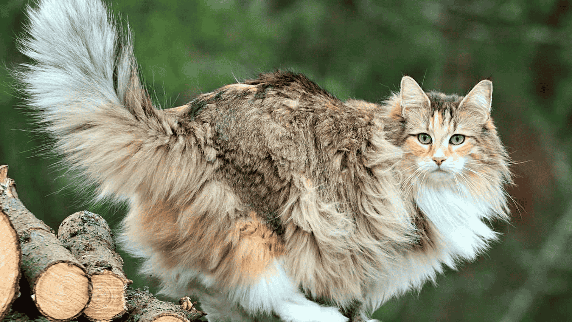 Norwegian Forest Cat in USA and UAE