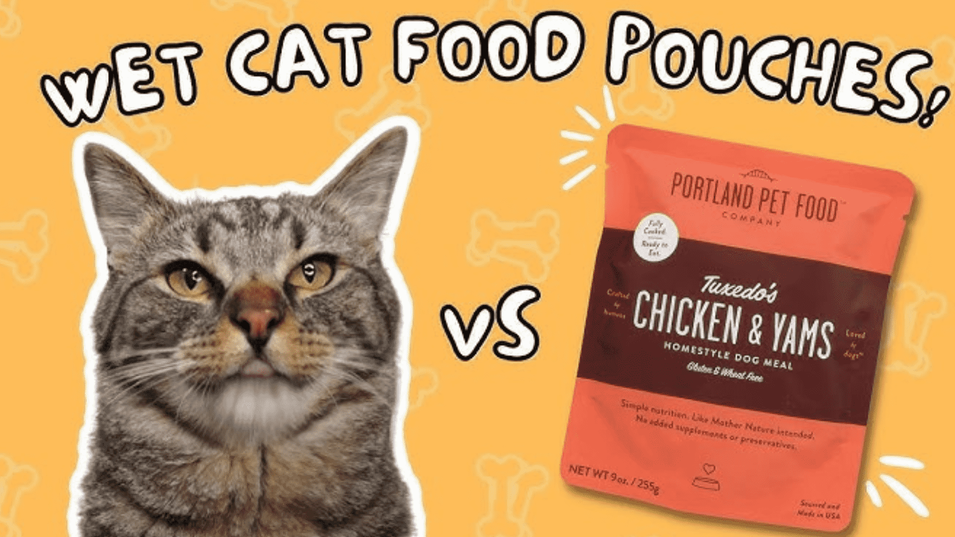 Why Does My Cat Throw Up After Eating Wet Food? | Cat Wet Food USA