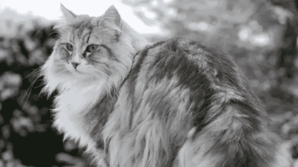 Norwegian Forest Cat in USA and UAE