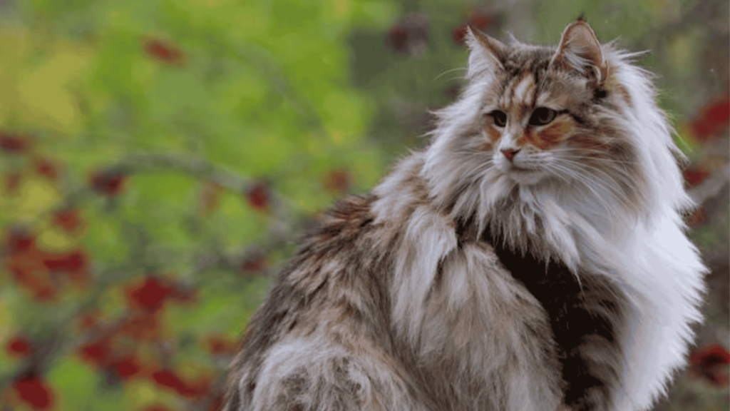 Norwegian Forest Cat in USA and UAE