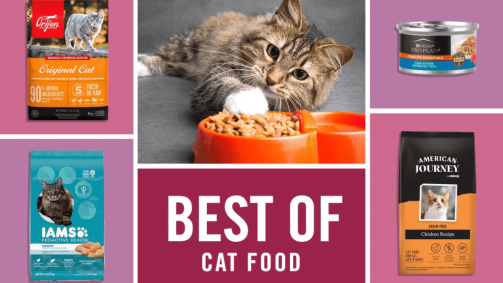 Why Does My Cat Throw Up After Eating Wet Food? | Cat Wet Food USA