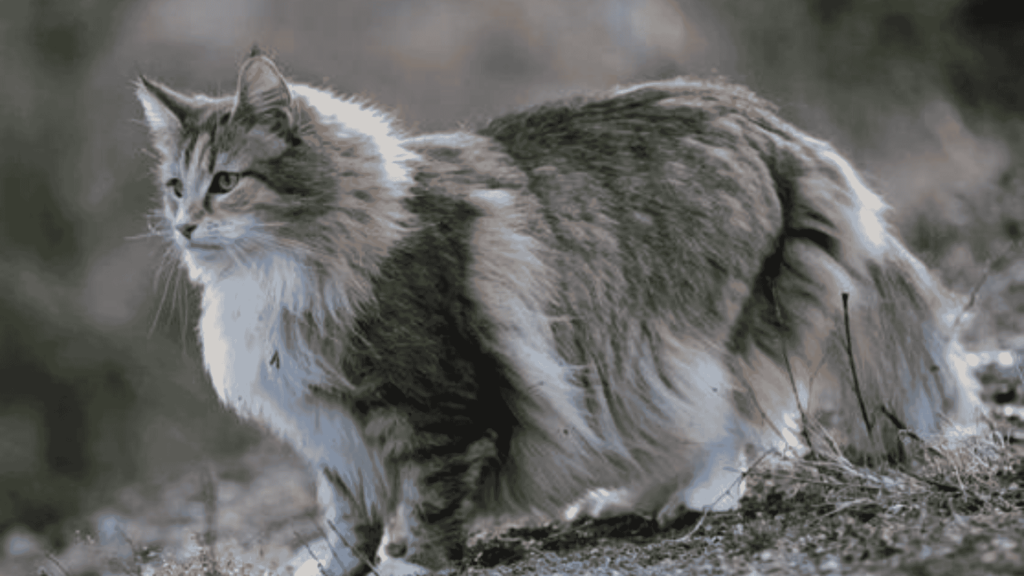 Norwegian Forest Cat in USA and UAE