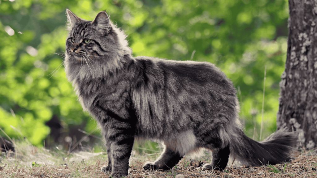 Norwegian Forest Cat in USA and UAE