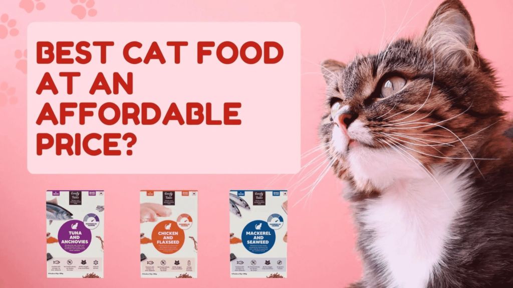 Why Does My Cat Throw Up After Eating Wet Food? | Cat Wet Food USA